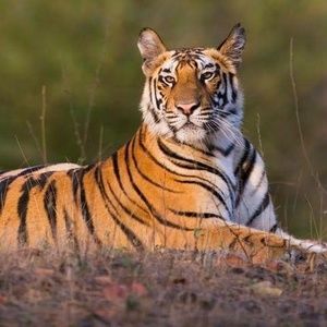 Meet your Posher, Kima